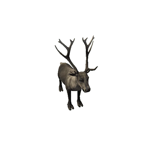 Reindeer_RM_FV_HP (Fur)